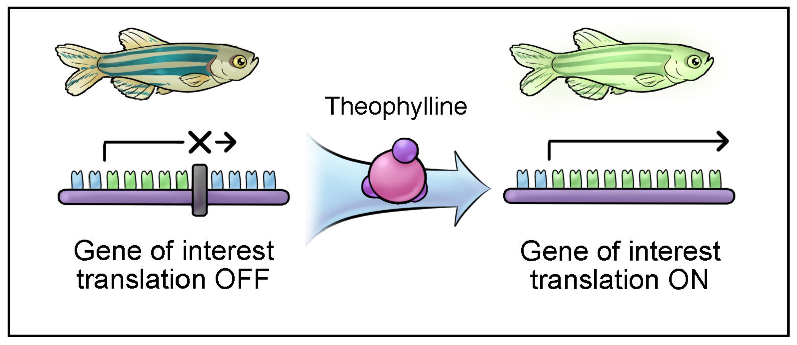 Danio Genes - Aim 1